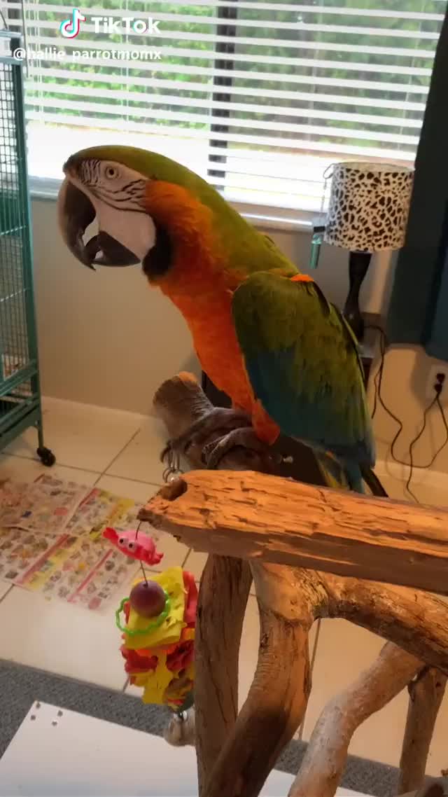 The egg is not fertilized though, so no she is not having a baby lol #parrot #macaw