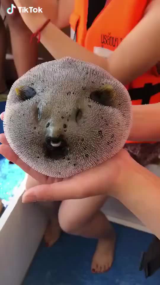  Why fishes are so colorful and adorable?