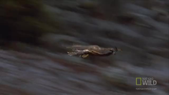 Galapagos Hawks hunting Marine Iguanas