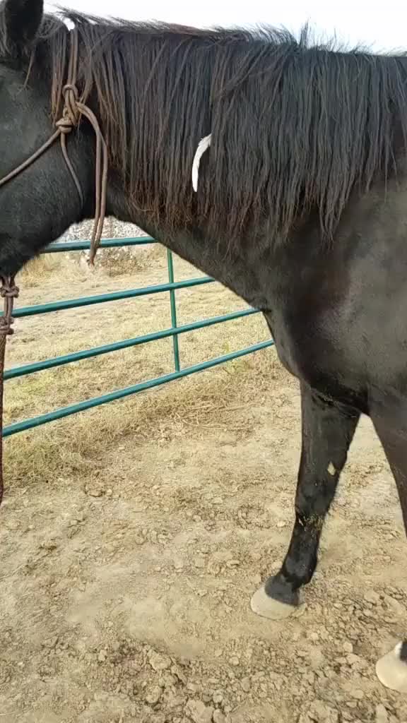 What are you going to be for Halloween???? This is our horse Halloween!!??????