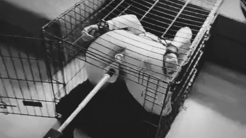 Little British pet well tamed enjoys her owner's visit 