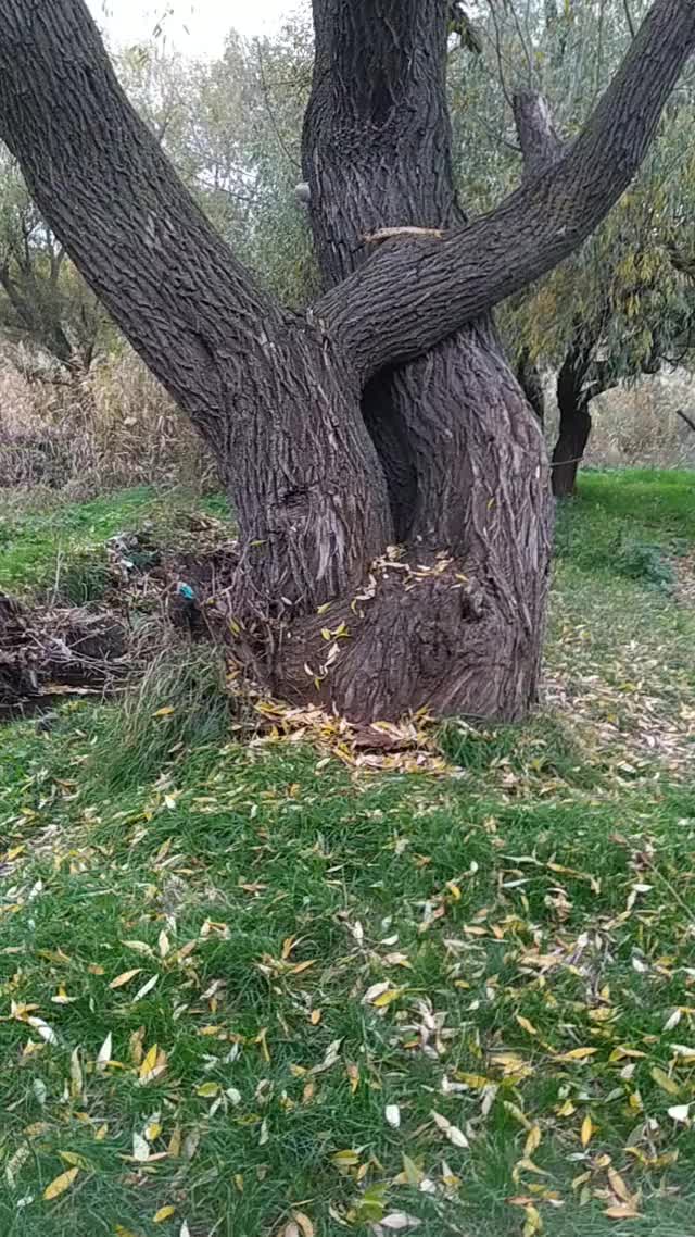 Pitbull Climbing Tree