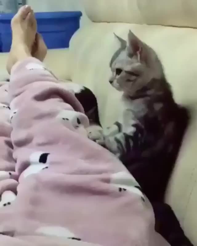 meow meow :3