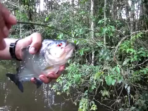 Piranha Scissors
