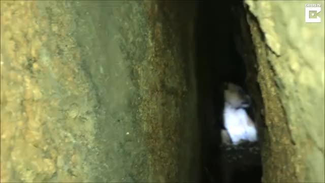 Dog Rescued From Rocks After 40 Hours