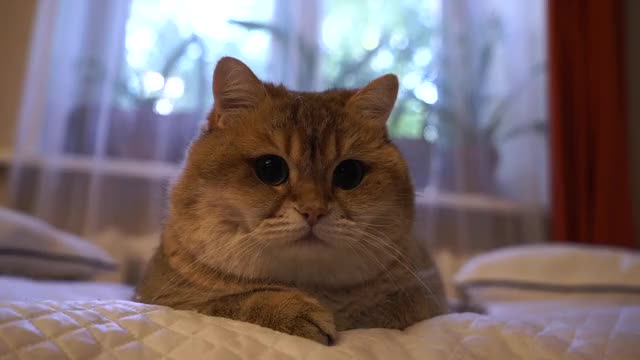 Hosico cat