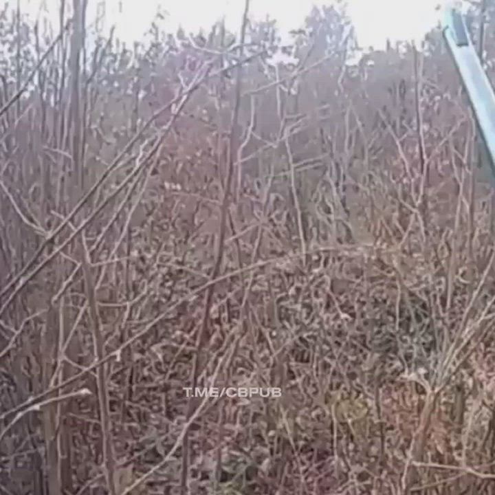 Hunter got hunted by a deer