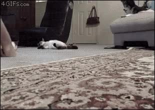 Apathetic-monorail-cat