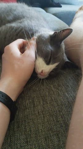 Kitty ❤