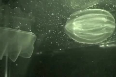 [Request] comb jelly cannibalism