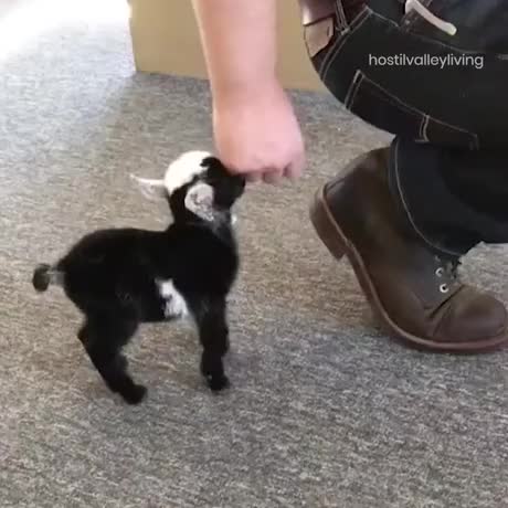 Looks like the nose is the sweet spot