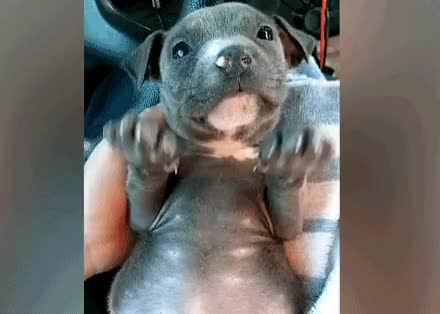 Doggie Pals