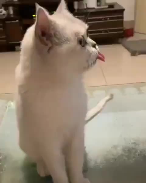 ? Unknown ? #pleasantcats ❤❤