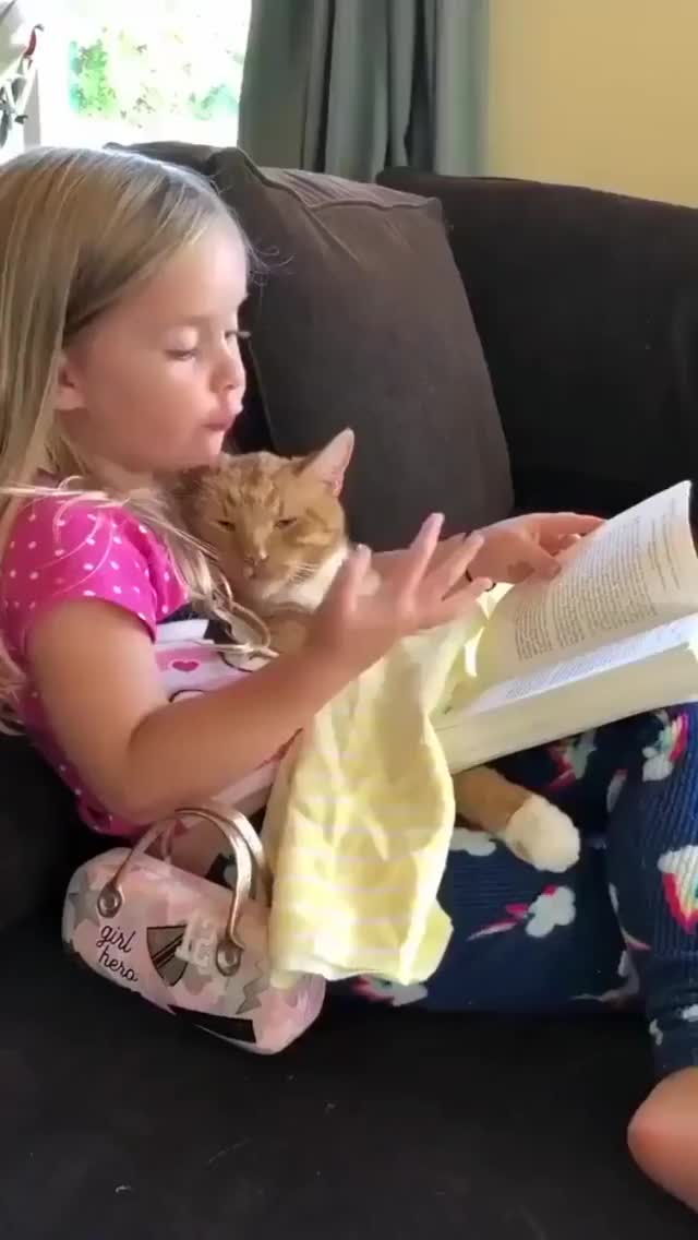 I'll allow it --Ginger cat - Imgur