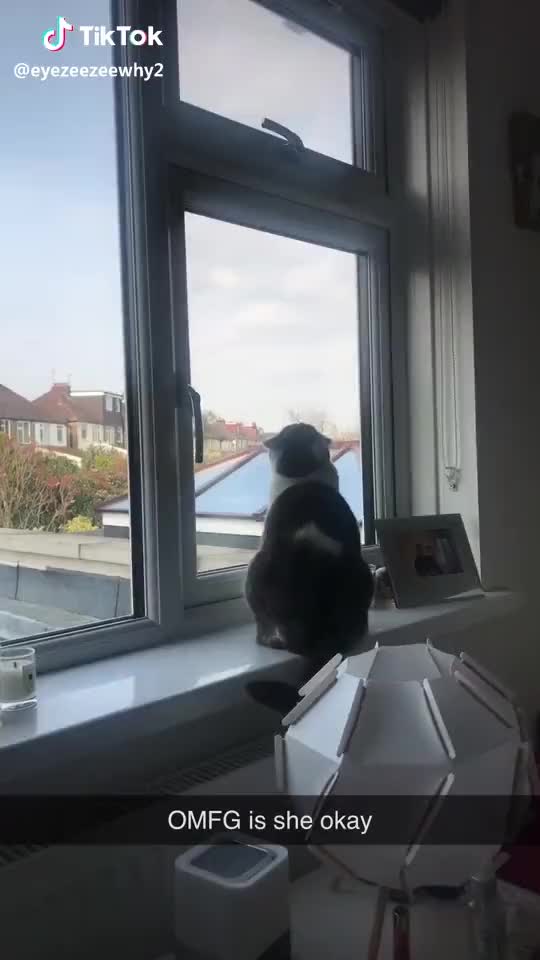 Wait for it ! ?? #theant #cat #fall #foryoupage #foryou #fyp #trend #cutekitty
