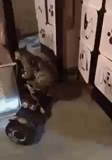 cat is a cool driver