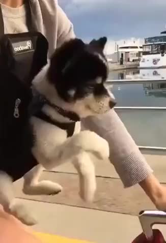 Puppy Rides Imaginary Bike - Too Cute For Life
