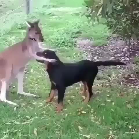 When you see a cute dog