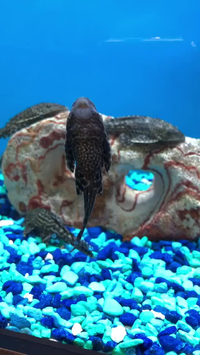  #fish #foryou #blue #aquario