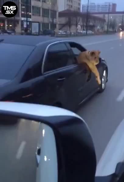 Taking the lion out for a drive
