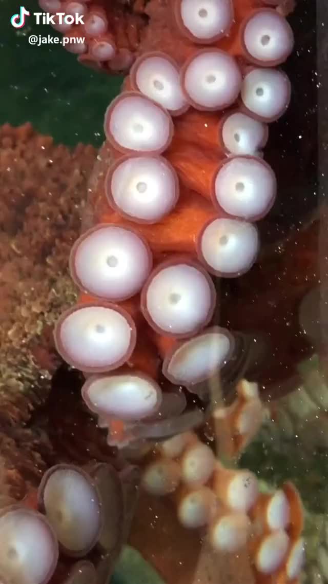 Octo Facts ? #animals #nature #foryou #foryoupage #fyp #4u #featurethis #feature