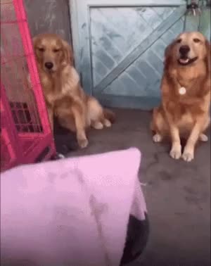 99b983892094b5c6d2fc3736e15da7d1.gif (1)