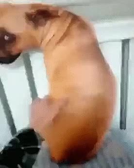 ESSE CACHORRO PARECE O DINOSSAURO REX DO TOY STORY