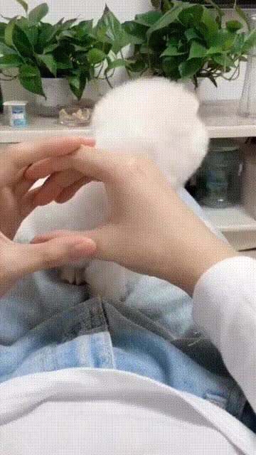 cute dog