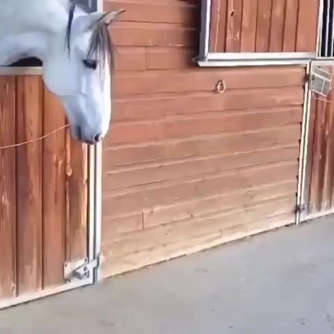 You white thing, I headbutt you...vroom...