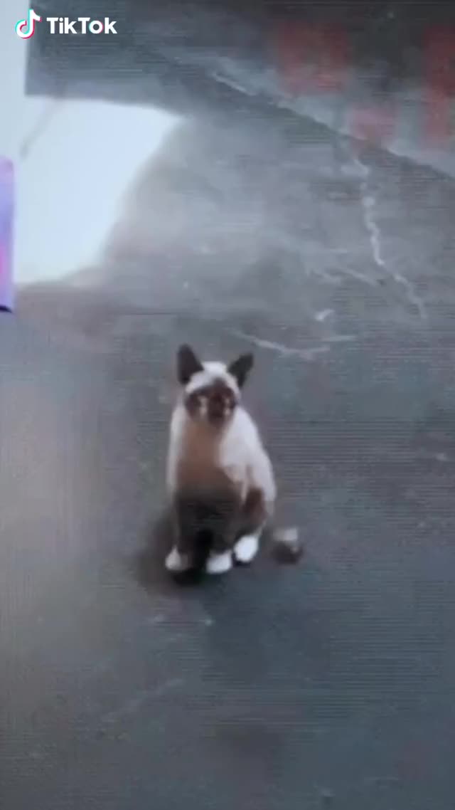 Cats are the most agile animals in the world.