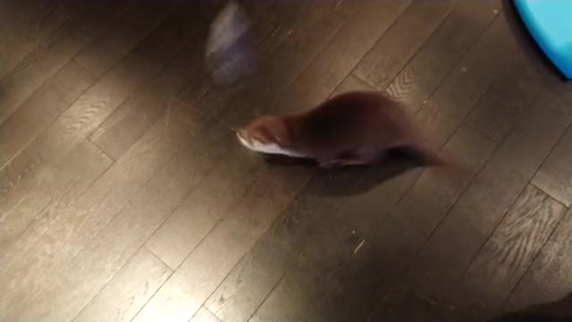 Fishing for otters.