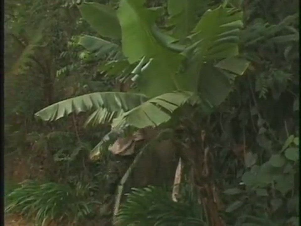 Brazilian Gay Pornstar gif