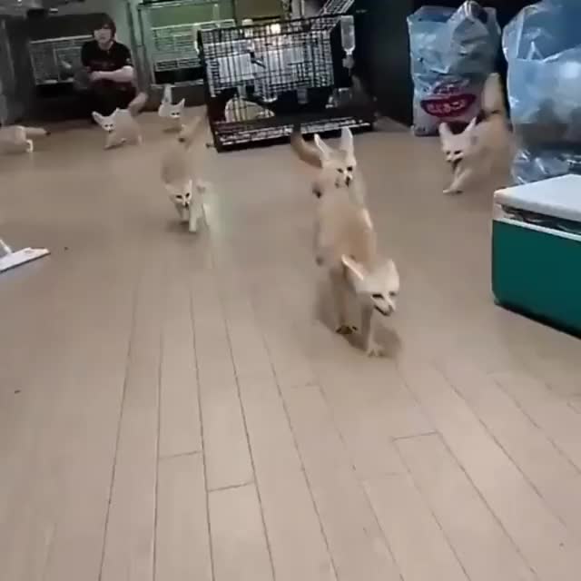 Fennecs run free