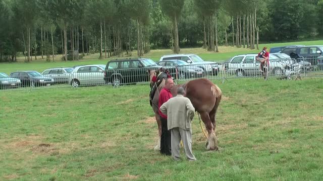 TUG OF WAR: 1 Draft Horse against 18 men 