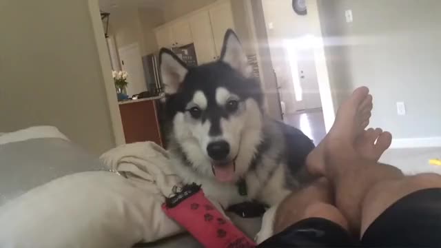 Cute Husky
