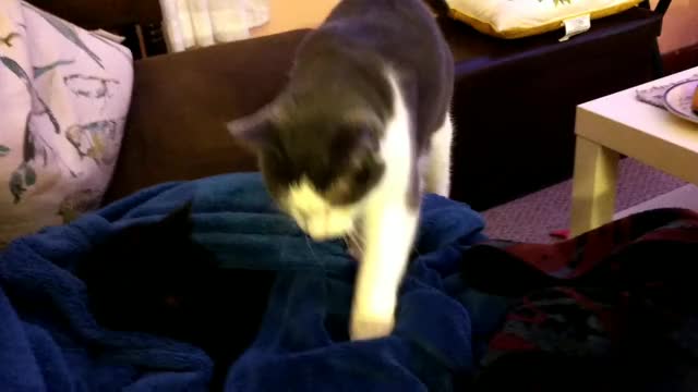 Hitcat defends his nest