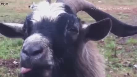 Big Tits Blowjob Kissing gif