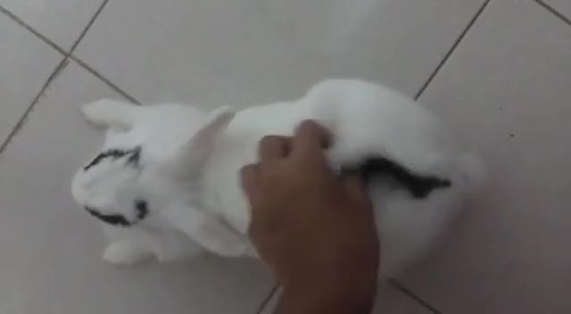 My sister sent me a video of Pixie lying like a Sphinx ?
