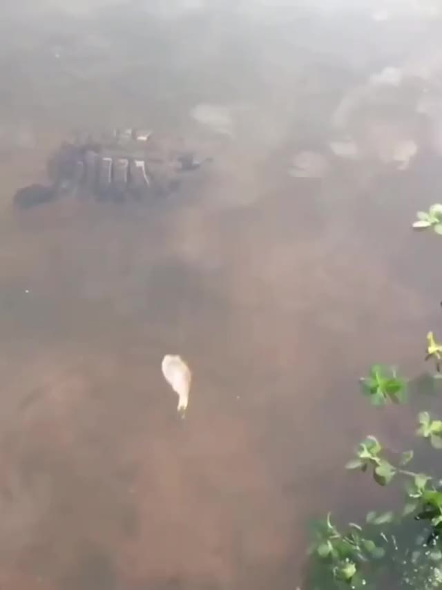 Wow, so big a fisho coming