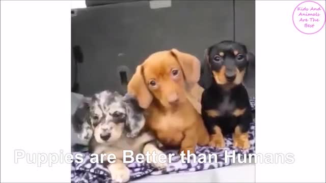 Cute Puppies