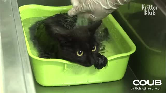 Cute Cat Cleaning