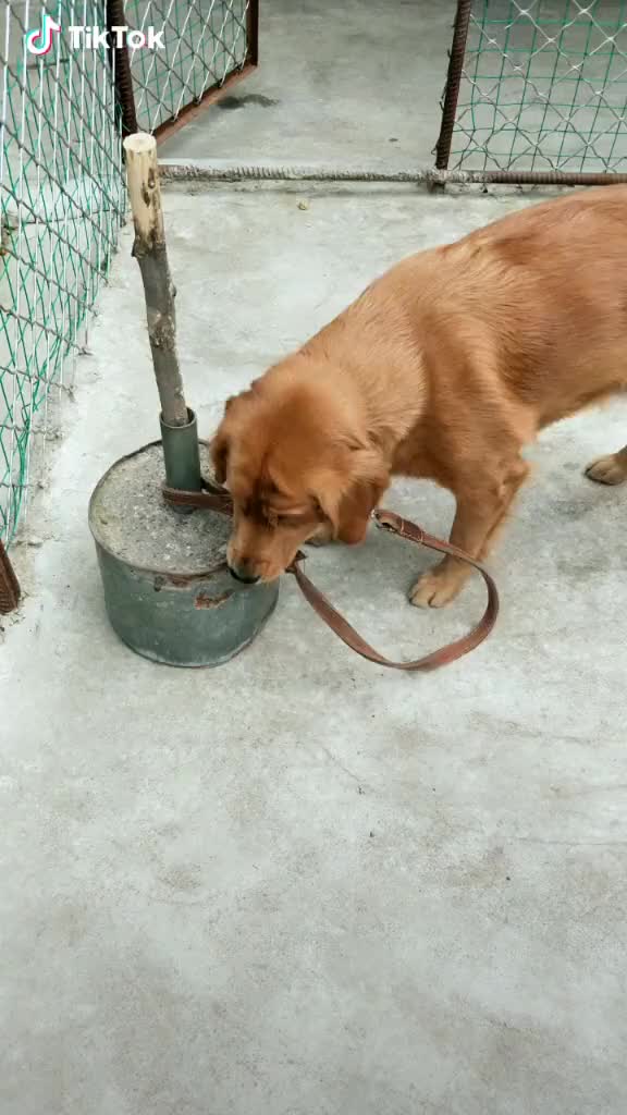 Prison Break！