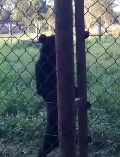 Bear walking like human