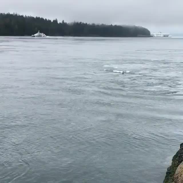 Getting splashed by a huge male orca in the wild ???. ? @salishseaorcasquad