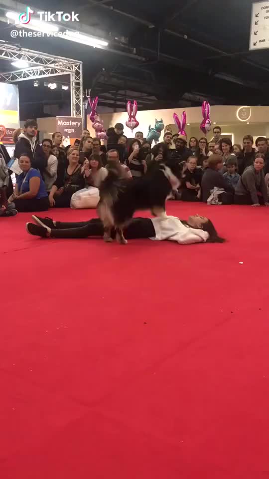  #dog #demo #massagecardiaque