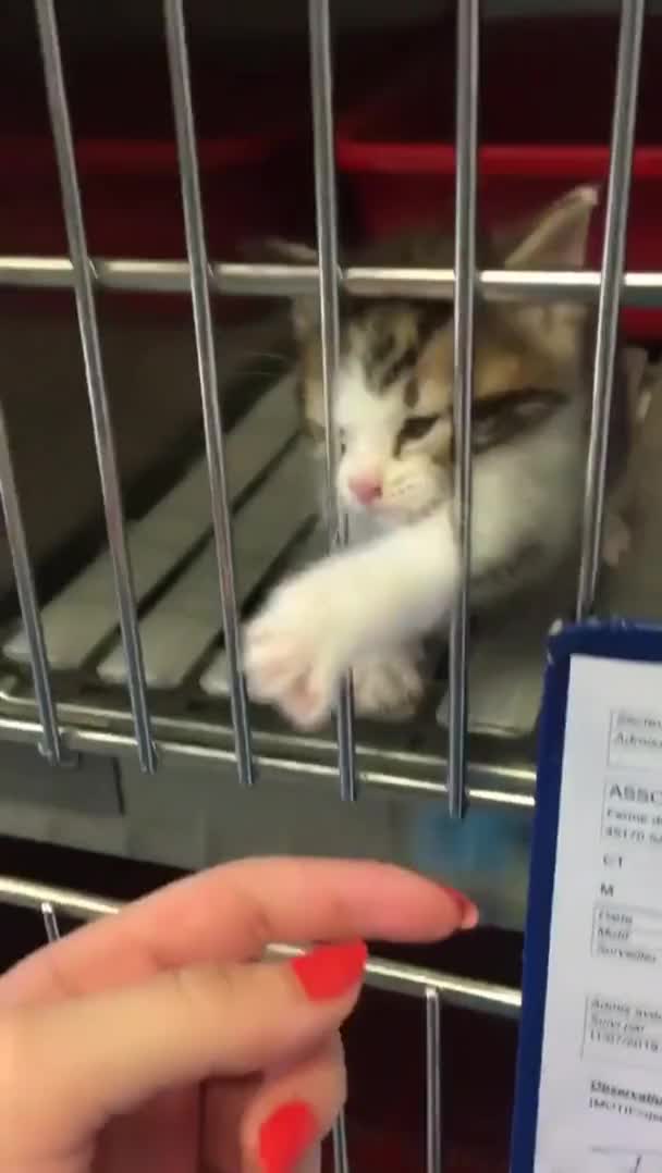 he attac