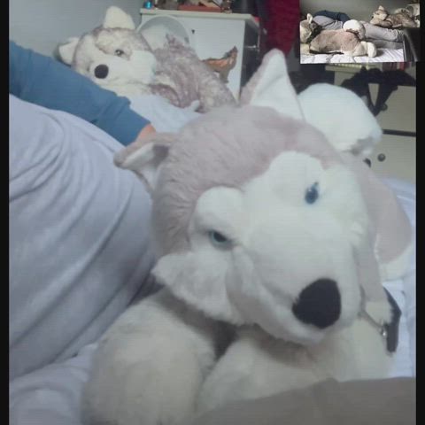 Aurora Yukon Husky Wholesome Snuggles :3 Double Hug Angle [Snuggle Saturday]