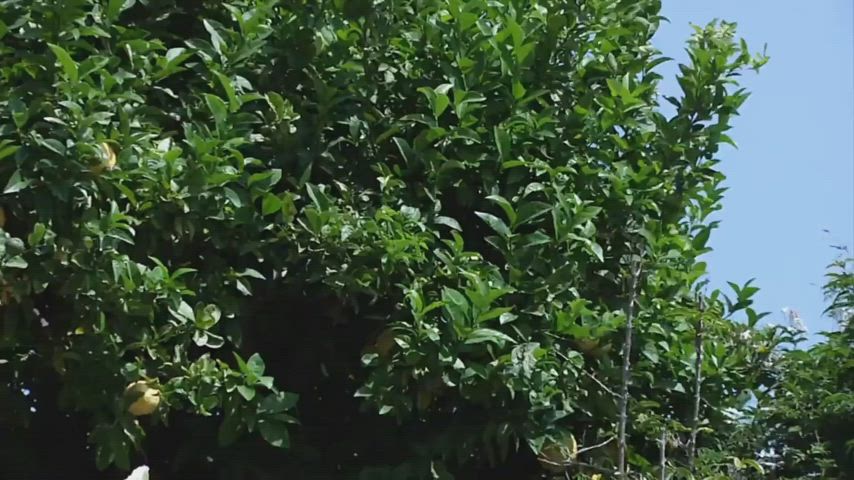 Eva Angelina Super Goon part 1