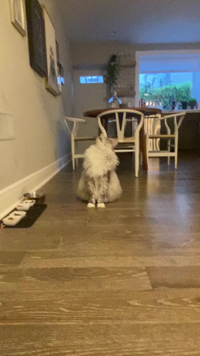 Simp in motion
