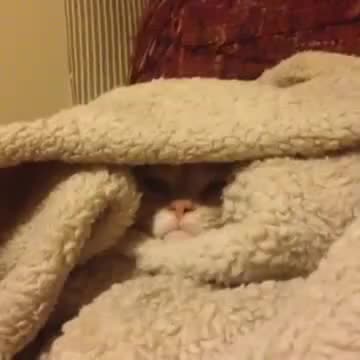 cozyhttps://gfycat.com/GenerousKnobbyHagfish